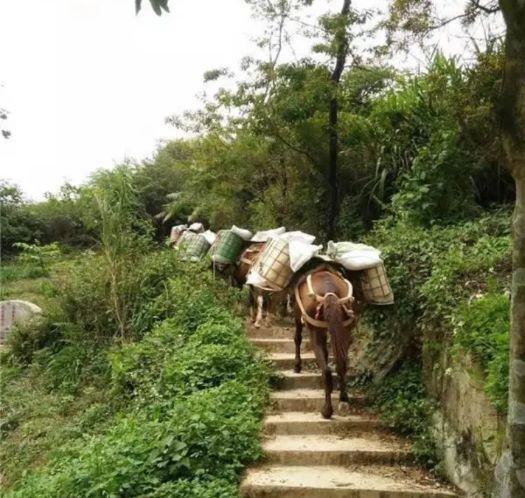 潍坊山区马帮运输