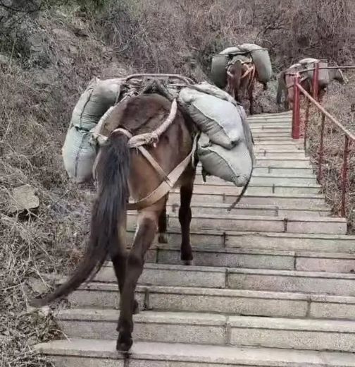 潍坊骡马运输
