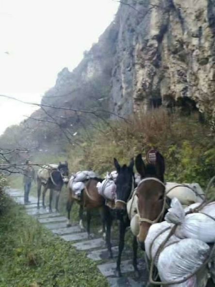 潍坊骡子运输队
